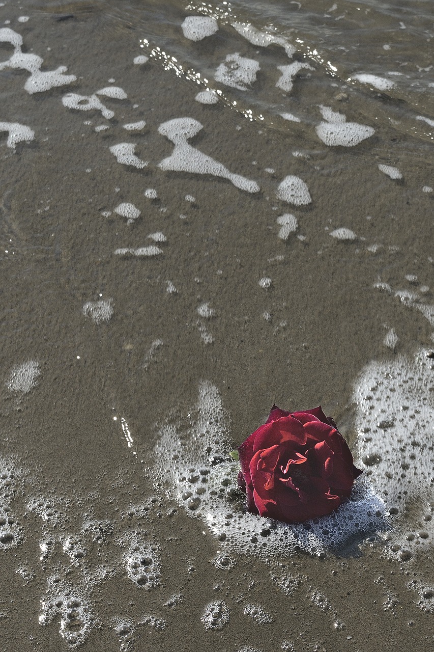 sea rosa romantic free photo