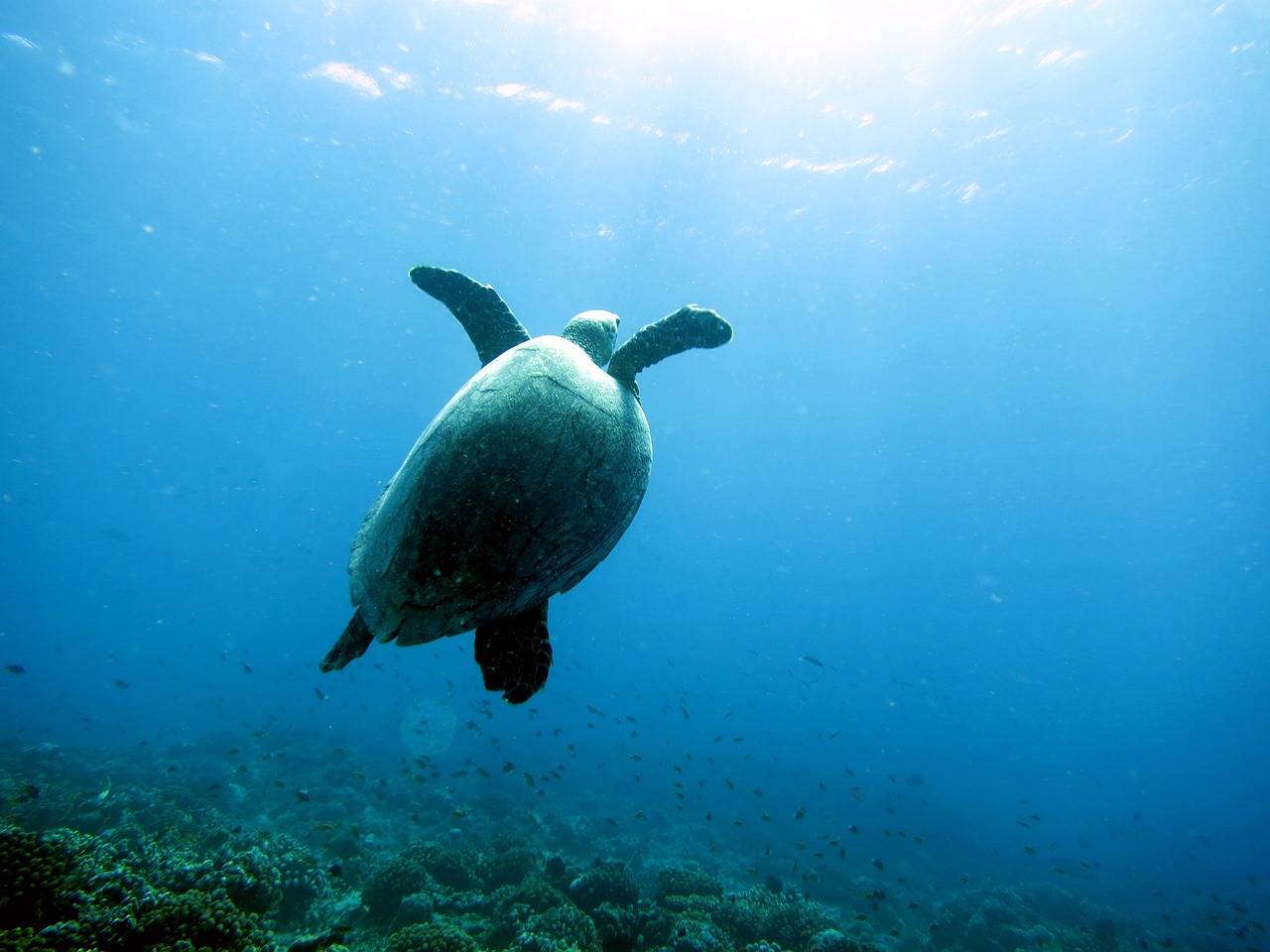 sea turtle diver free photo