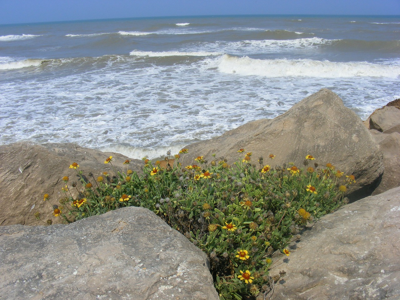 sea cliff flower free photo