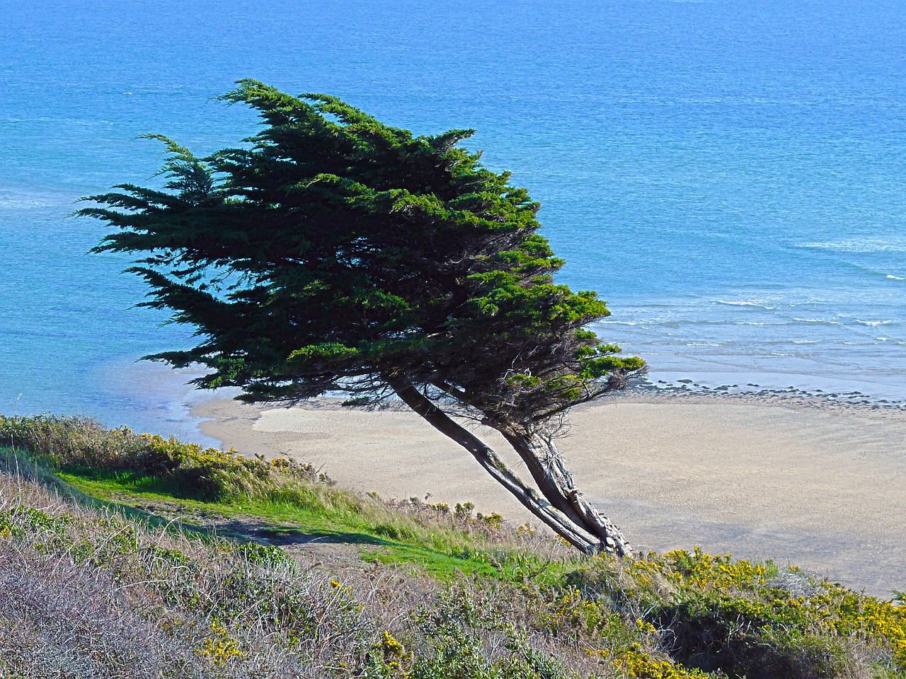 sea dune sand free photo