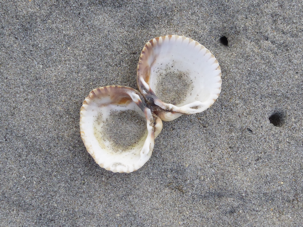 sea shell beach free photo