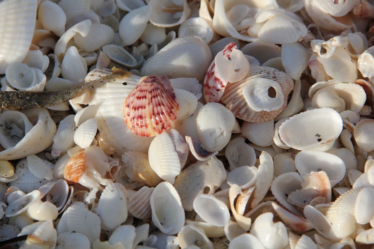sea mussel shells beach free photo