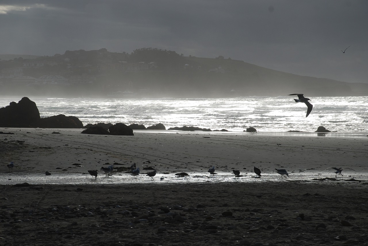 sea waves seagulls free photo