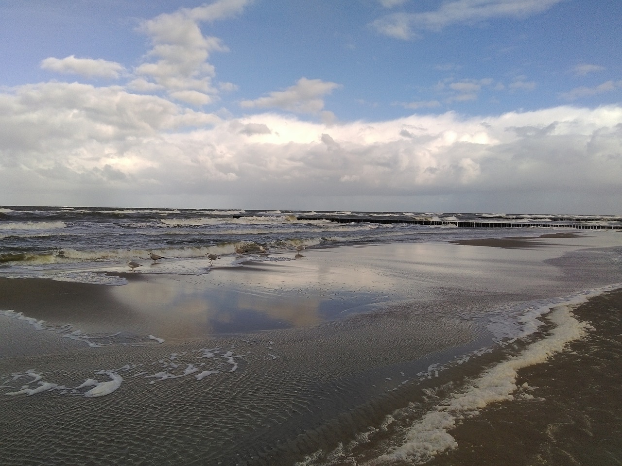 sea the seagulls sky free photo