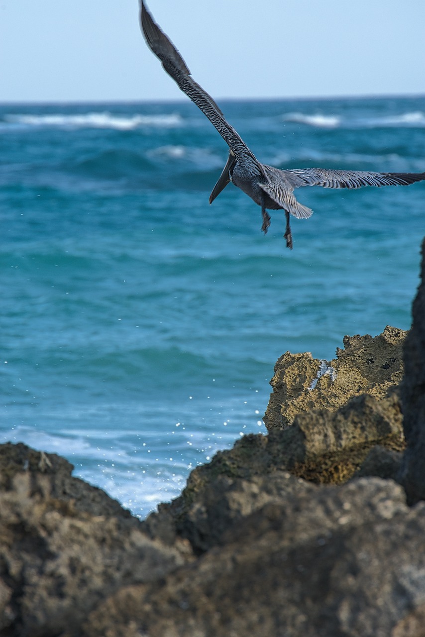 sea ocean bird free photo