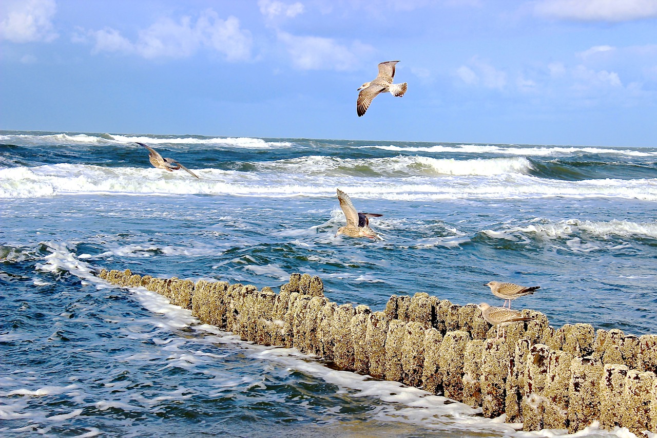 sea surf gulls free photo