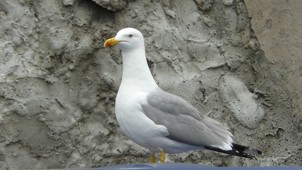 sea gull postage free photo