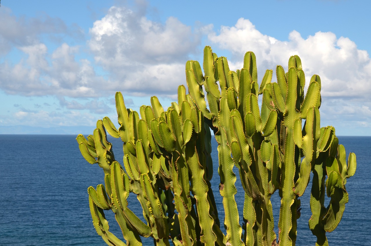 sea cactus prickly free photo