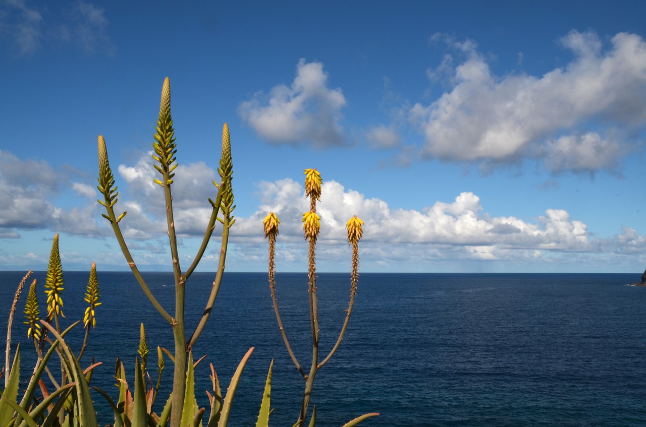 sea plant nature free photo