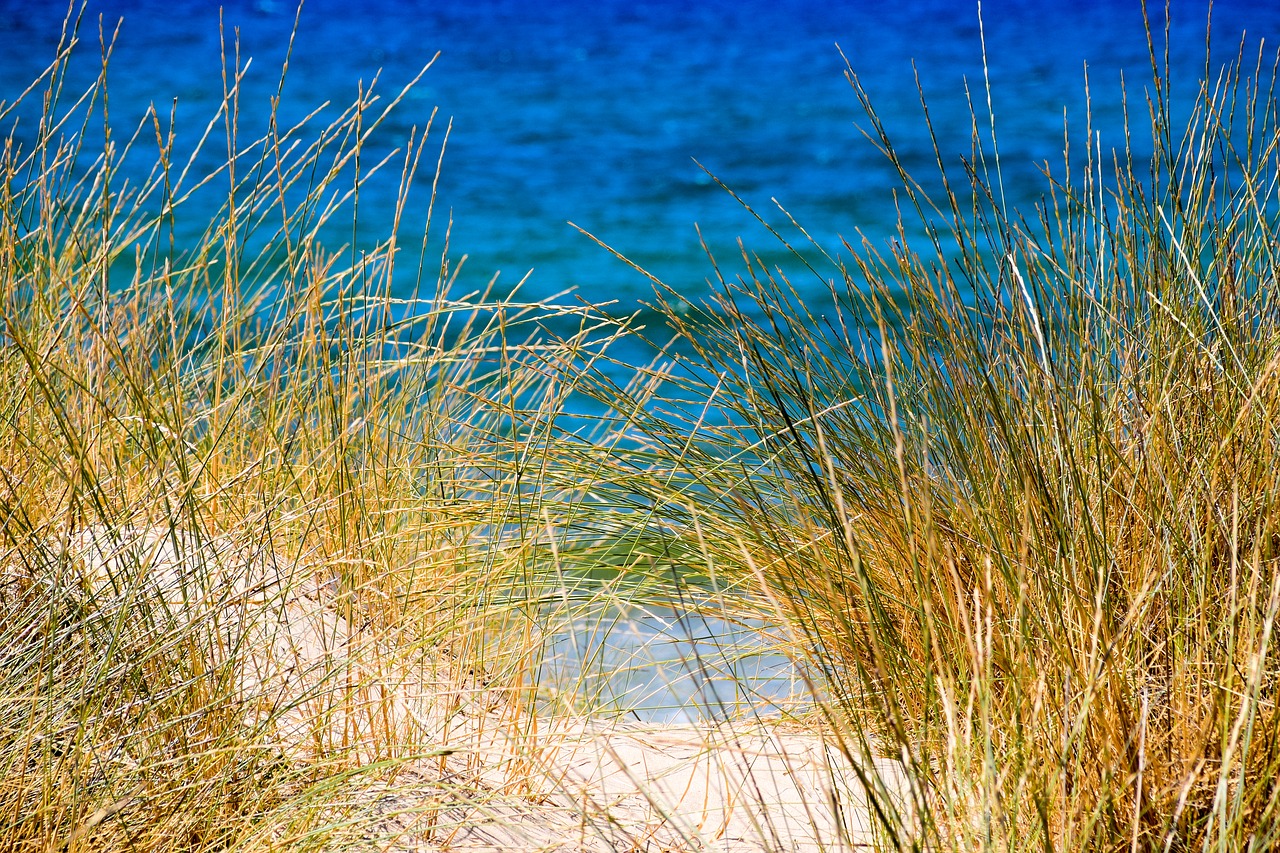 sea sand reed free photo