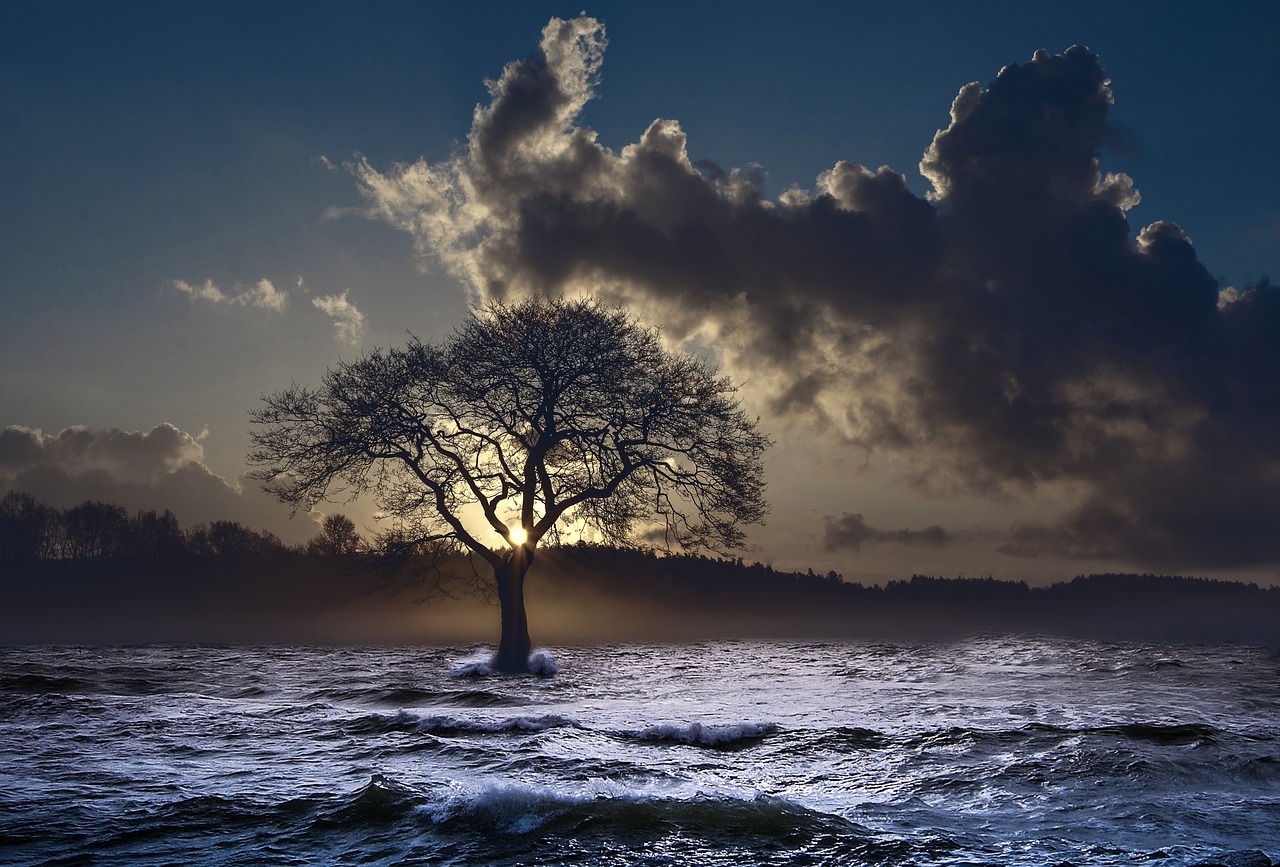 sea wave tree free photo