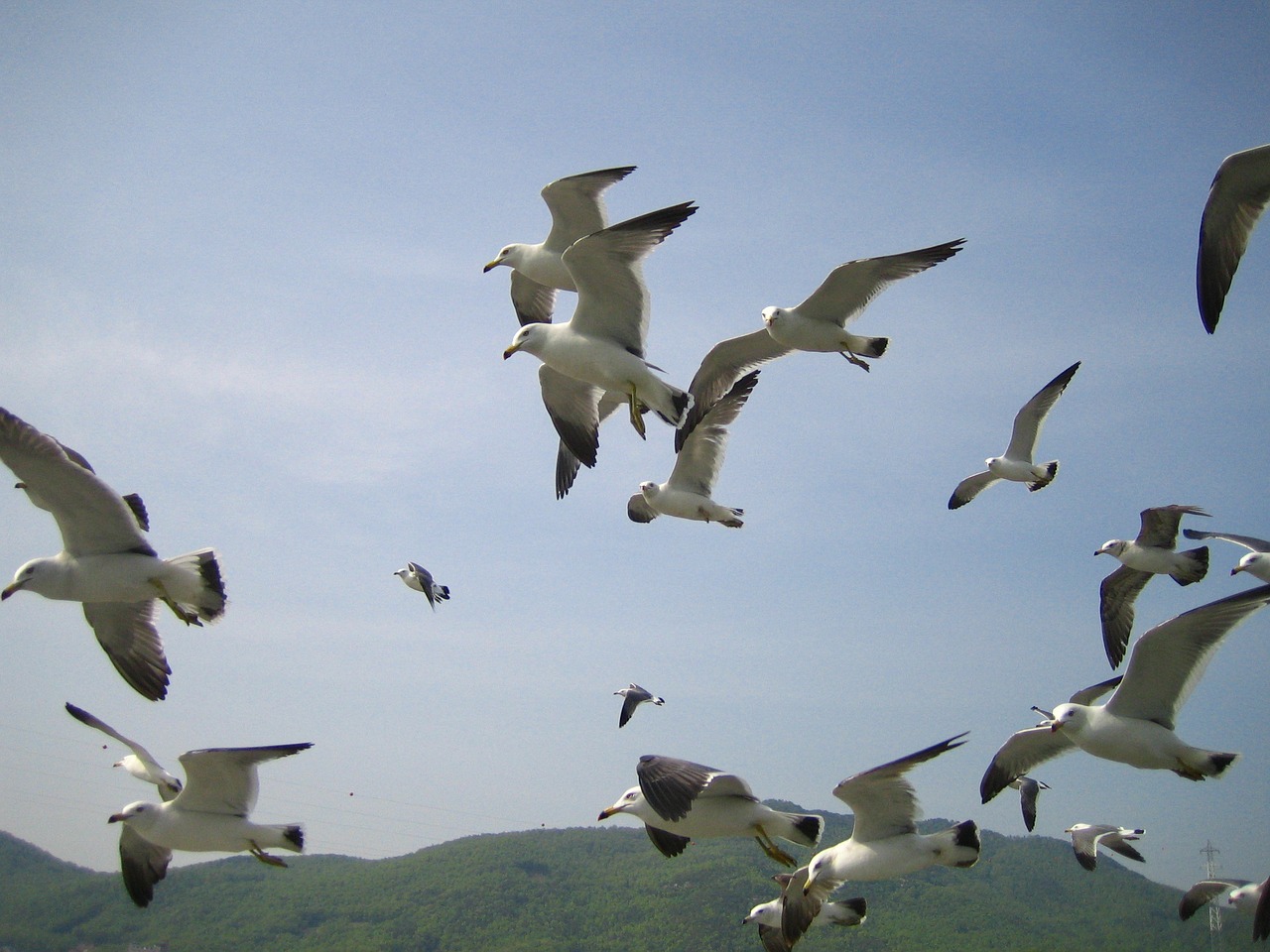 sea seagull new free photo