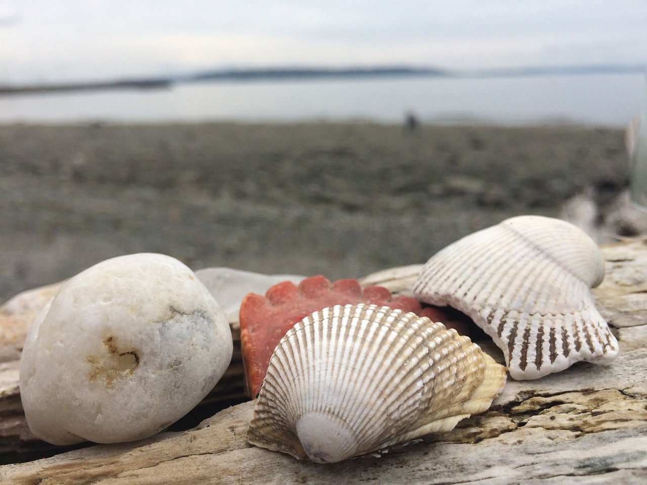 sea shells ocean free photo