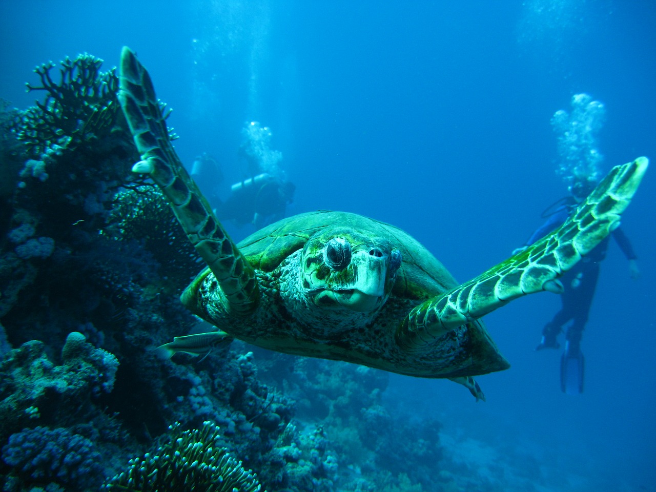 sea tortoise smolensk free photo