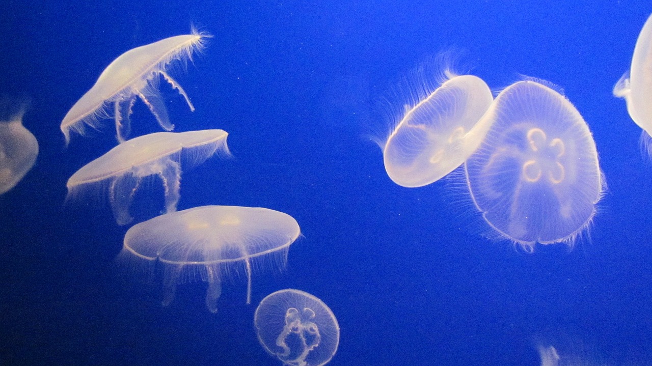Sea,jelly,jellyfish,creature,deep - free image from needpix.com