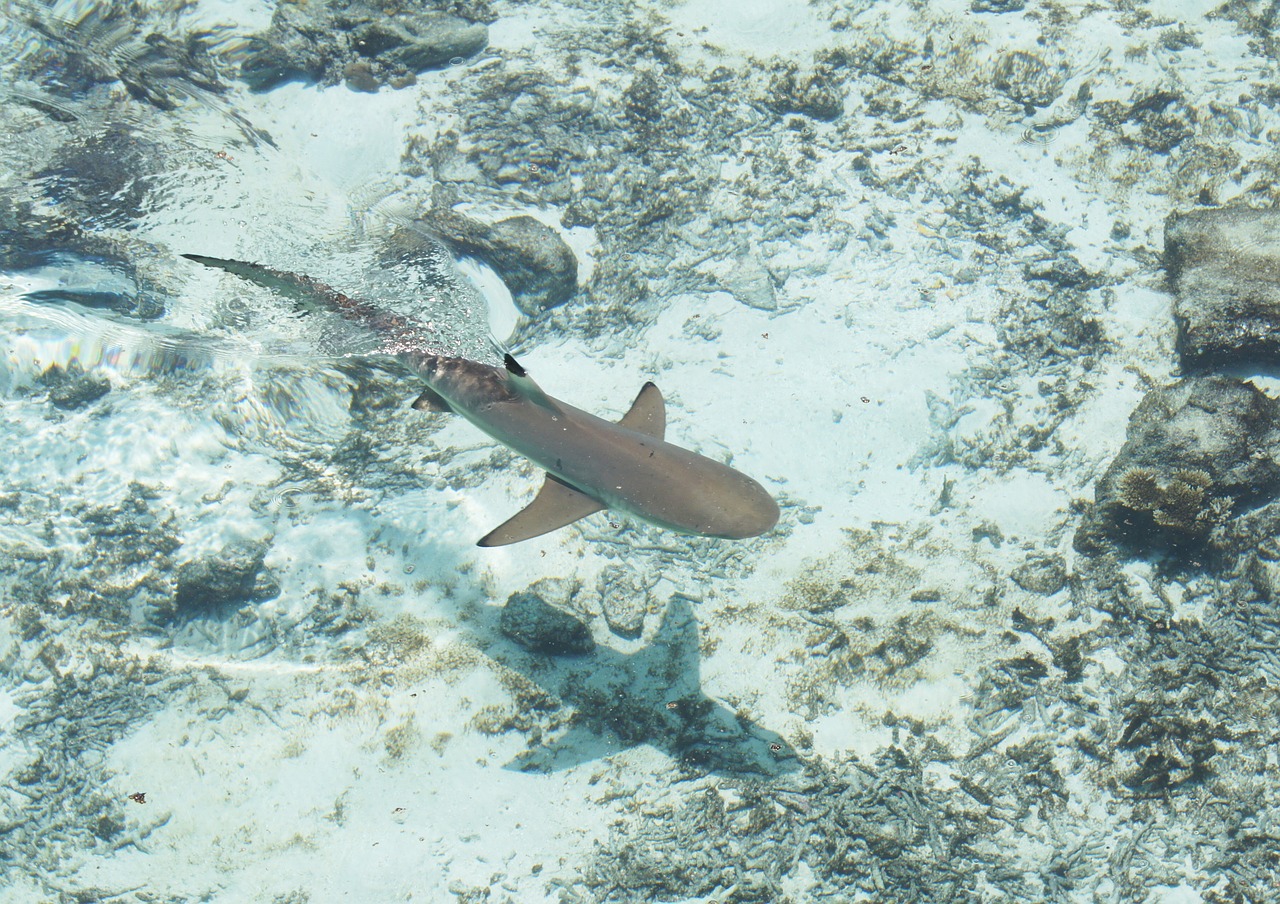 sea shark water free photo