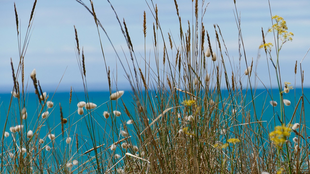 sea scene scenic free photo