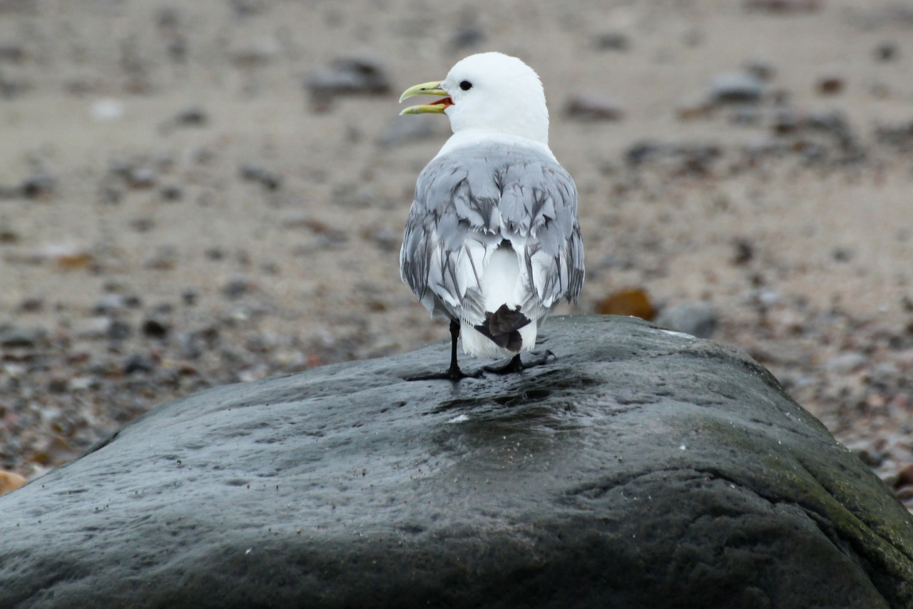 sea bird grey free photo