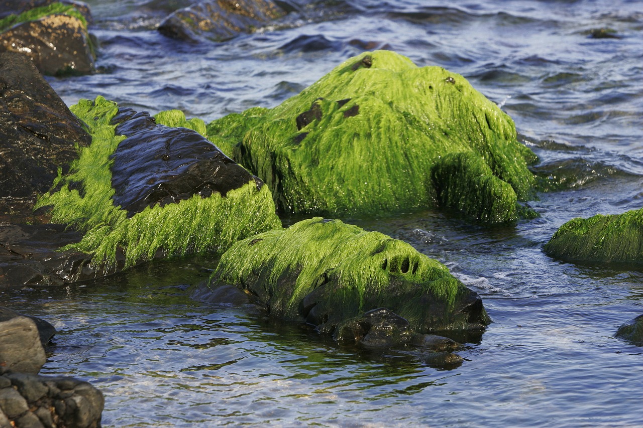 sea waves moss free photo