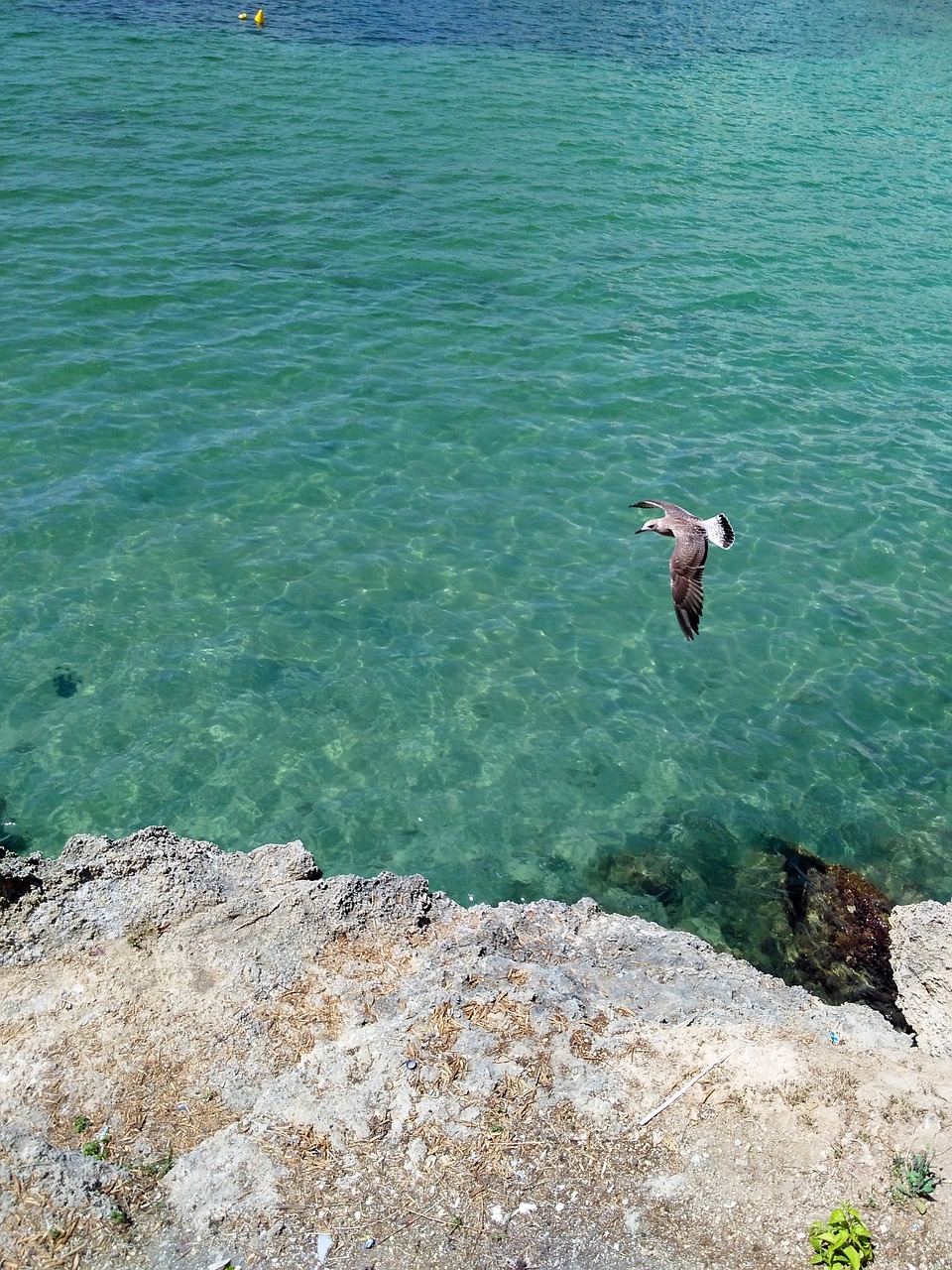 sea seagull beach free photo