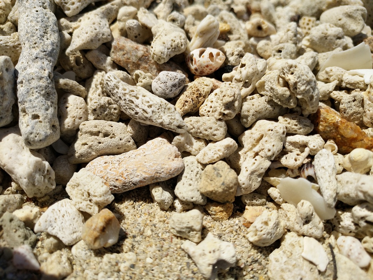 sea beach coral free photo