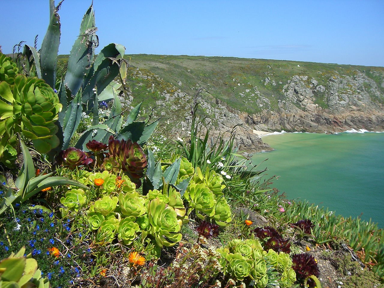 sea rocky coast flowers free photo