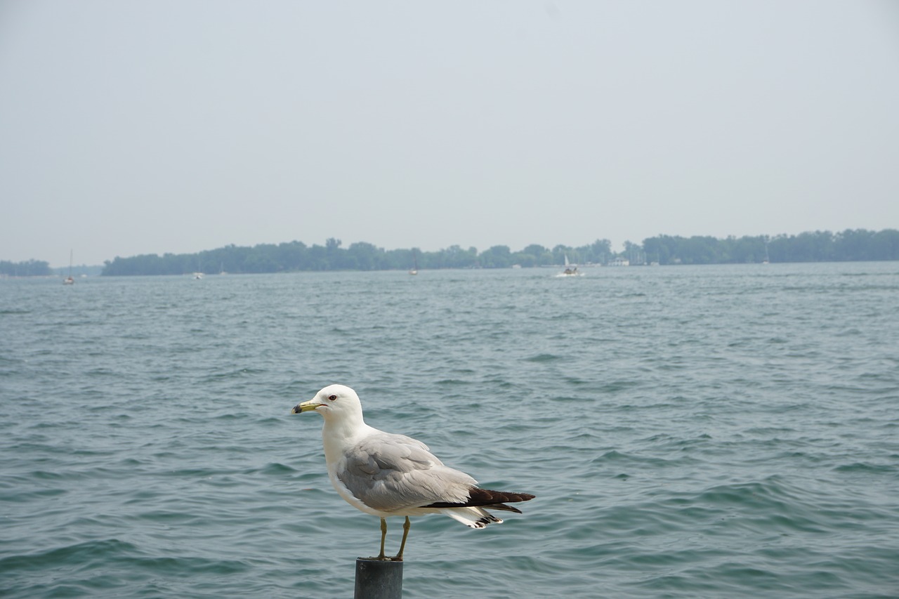 sea seagull bird free photo