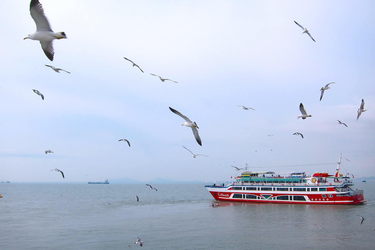 sea seagulls ocean free photo