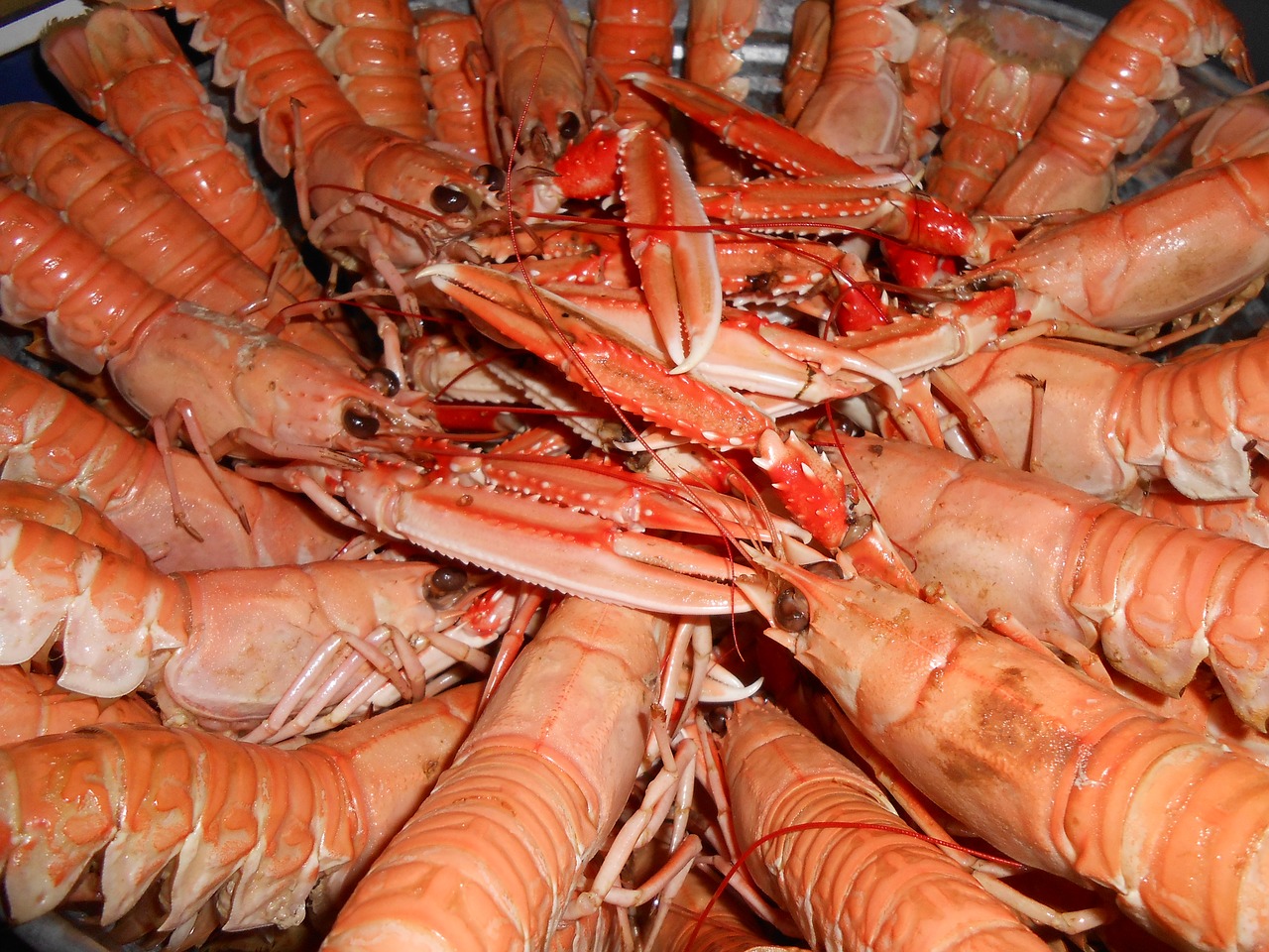 sea crayfish seafood free photo