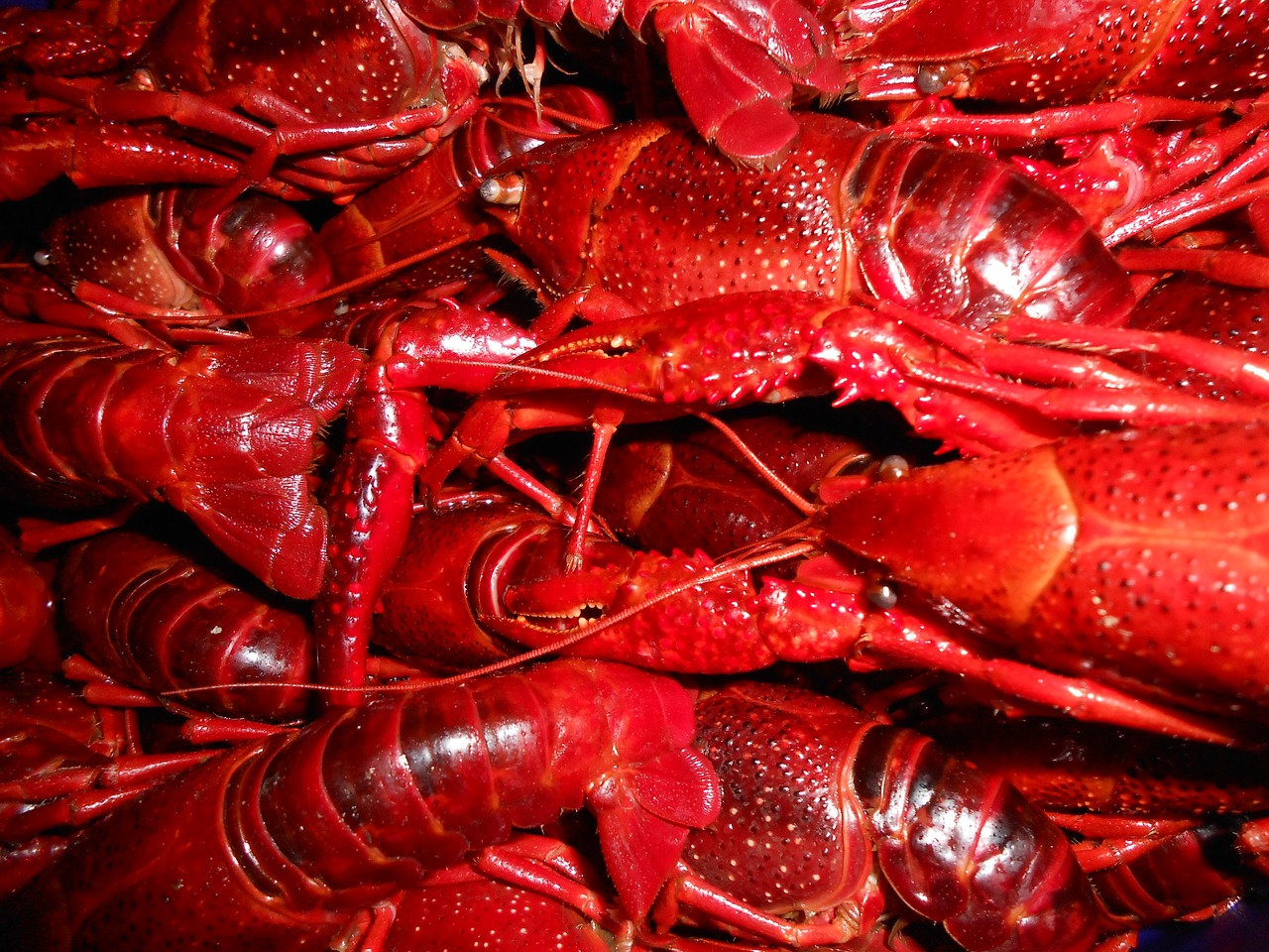 sea crayfish seafood free photo