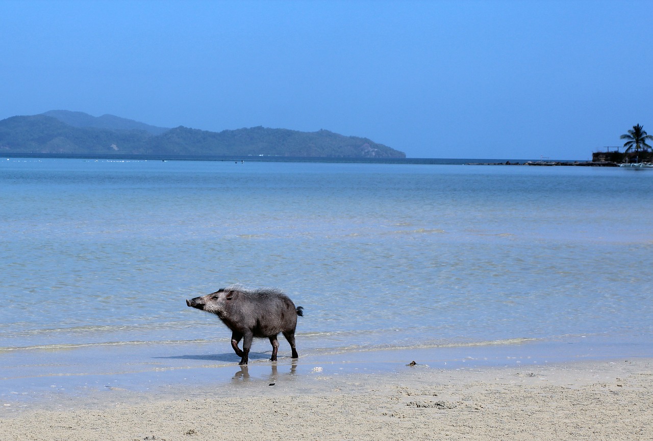 sea beach domestic pig free photo