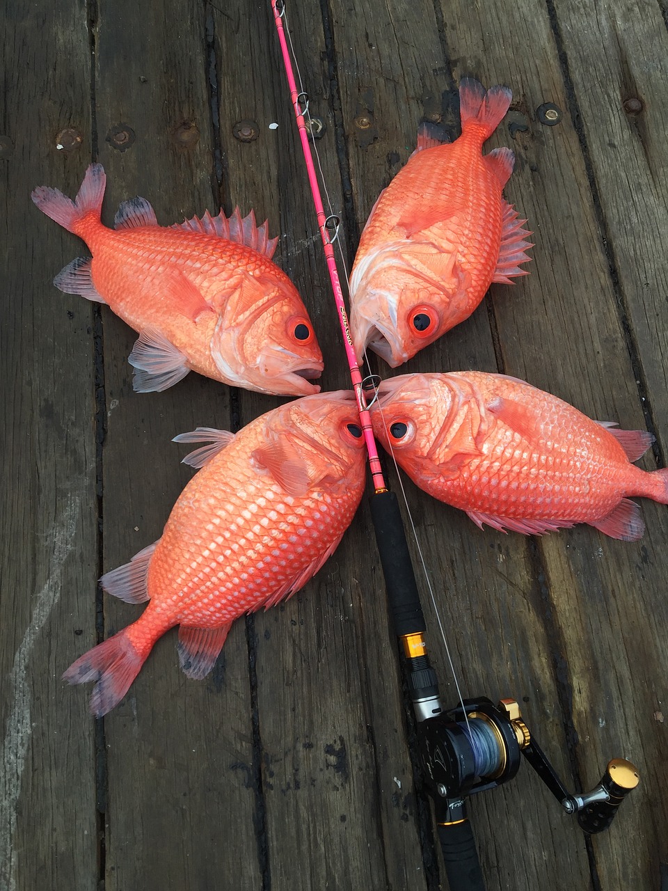 sea sea fishing fish free photo