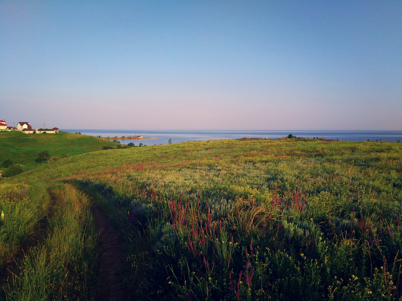 sea grass sunset free photo