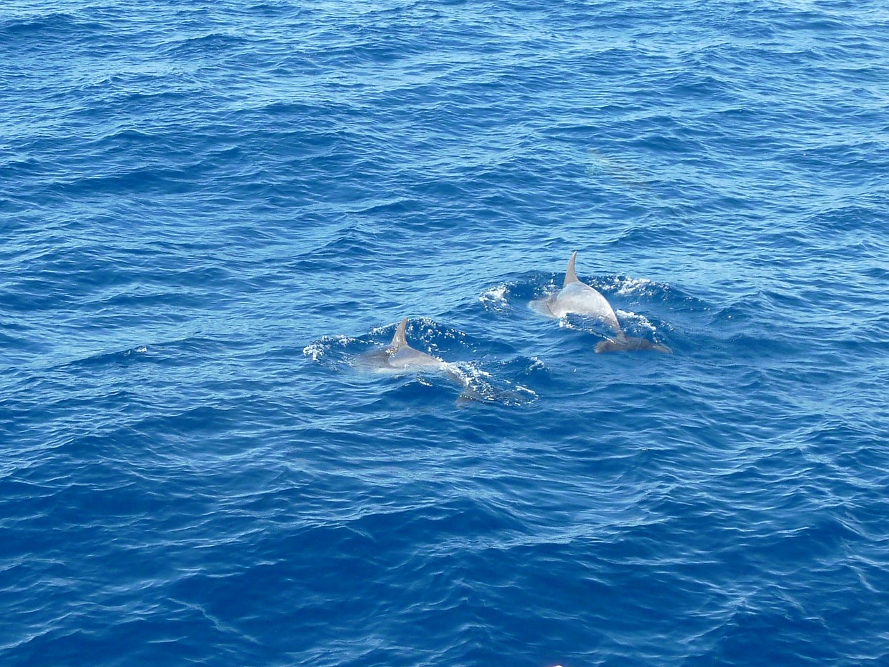 sea dolphin water free photo