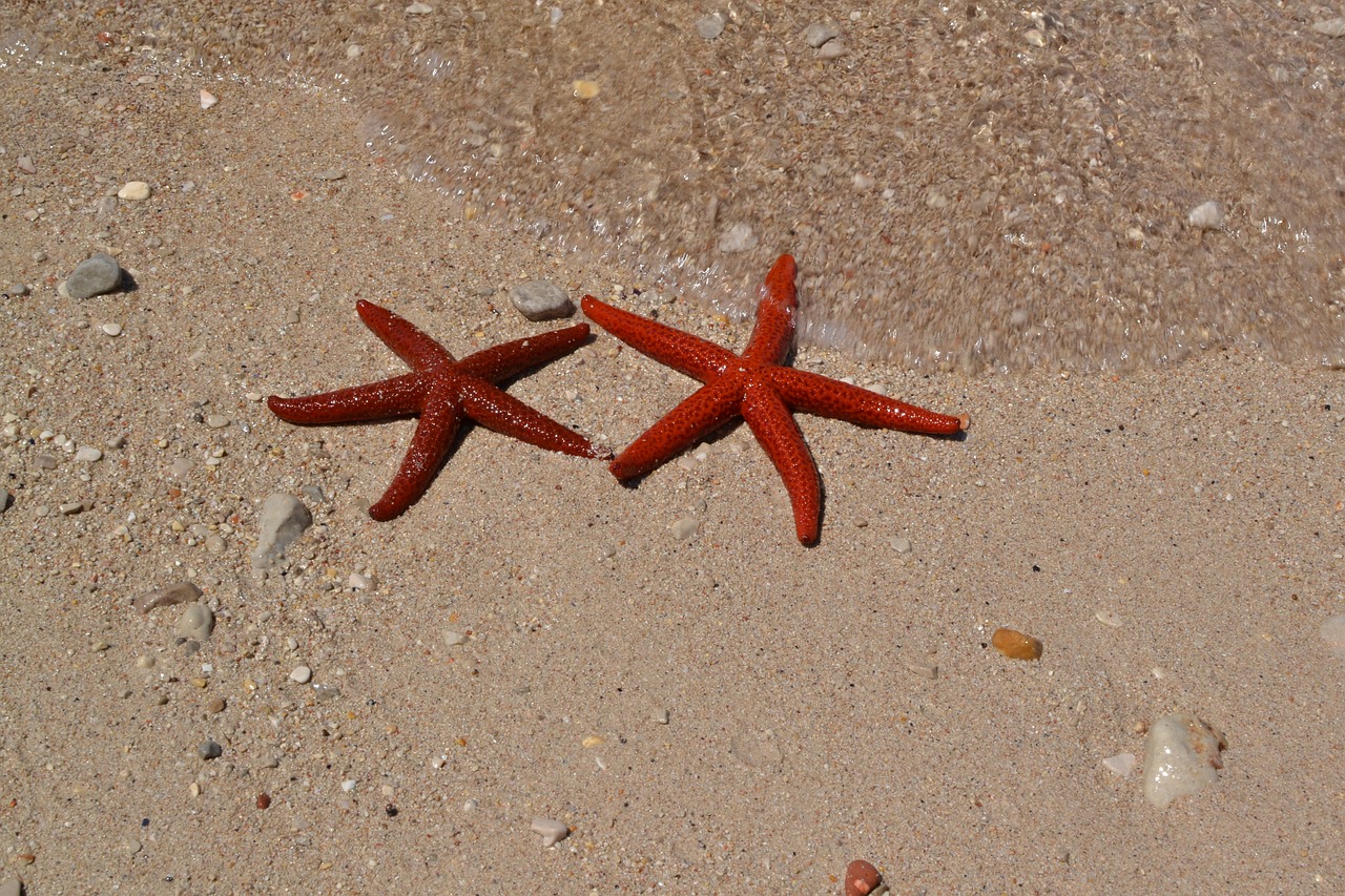 Оранжевая морская звезда