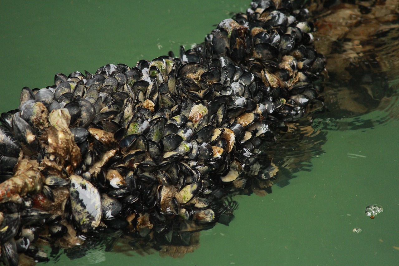 sea mussels water free photo