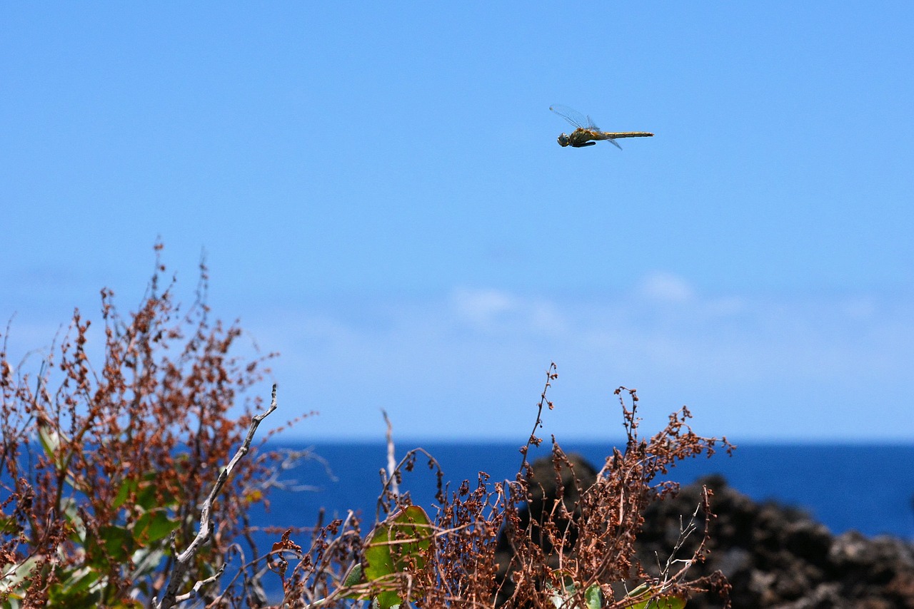 sea nature dragonfly free photo