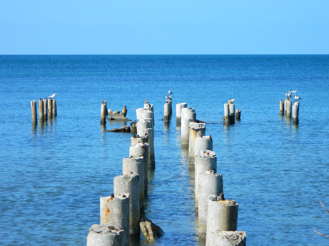 sea birds horizon free photo