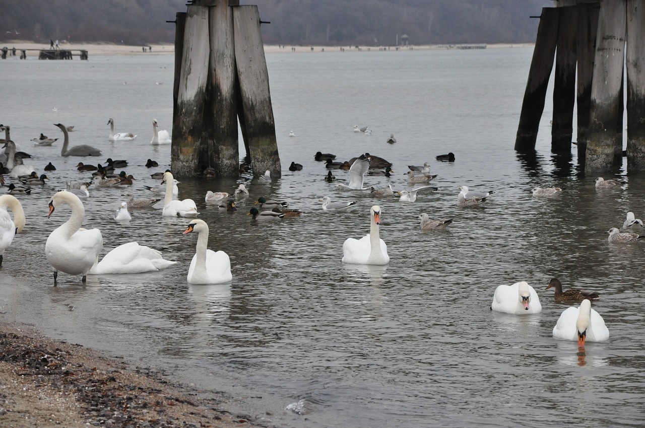 sea swans the pier free photo