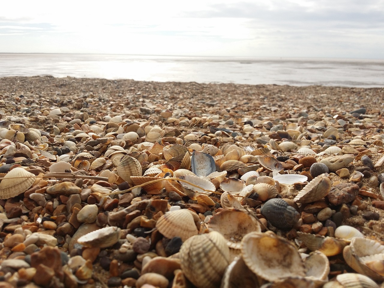 sea shells beach free photo