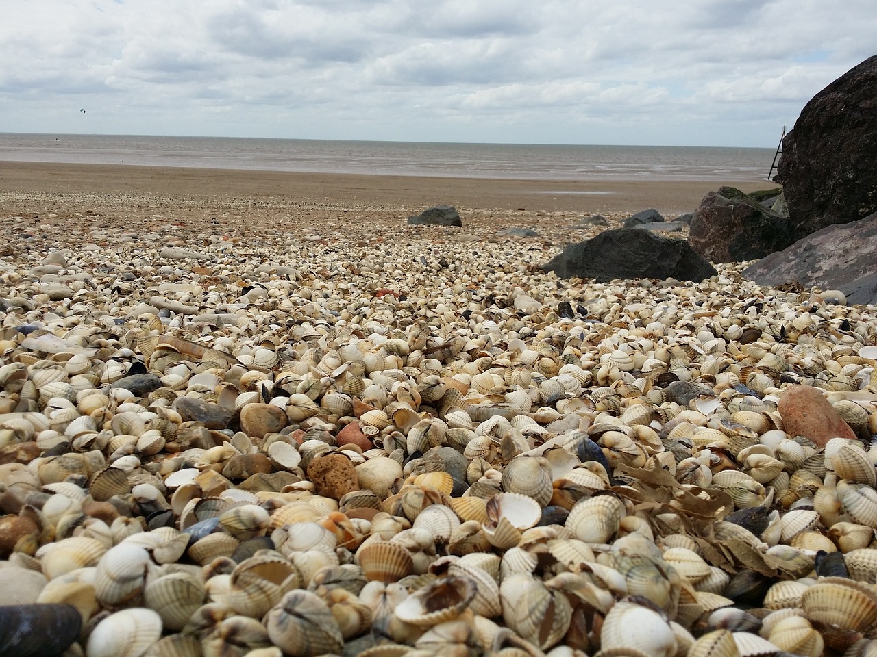 sea shells sea of shells free photo