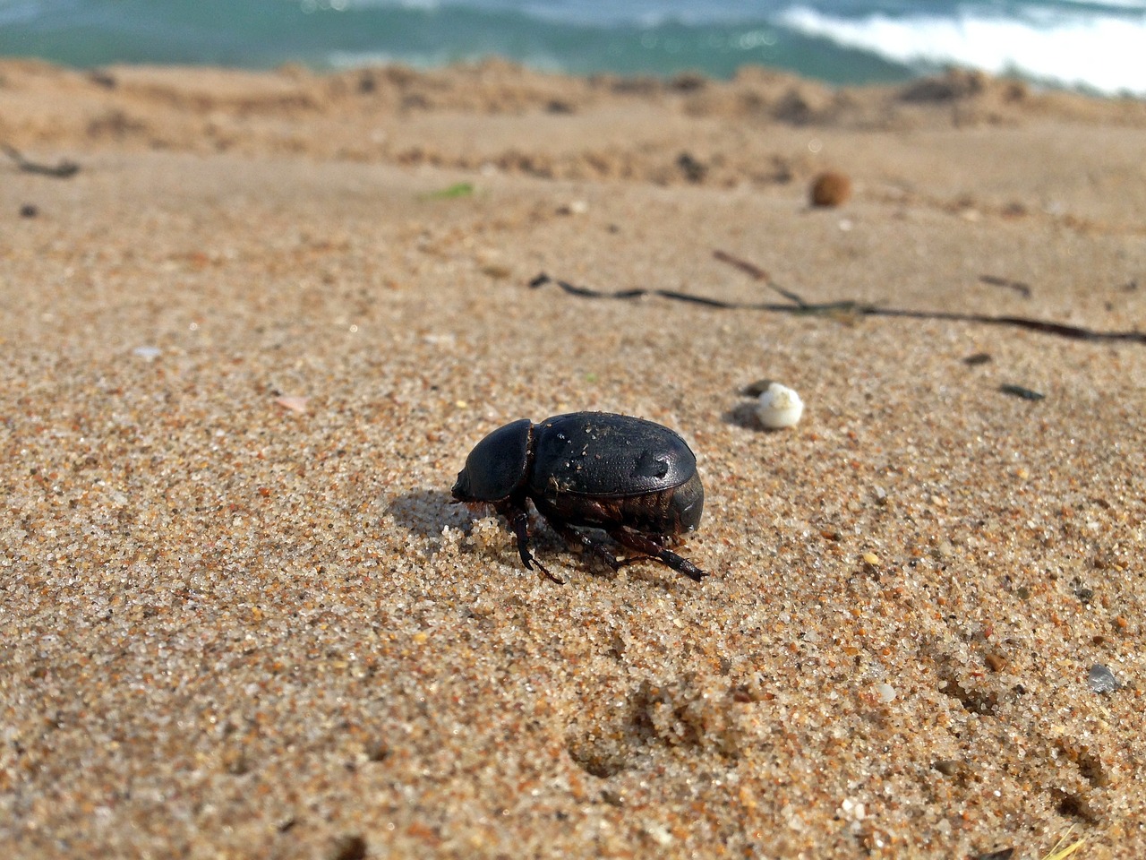 sea mediterranean beetle free photo