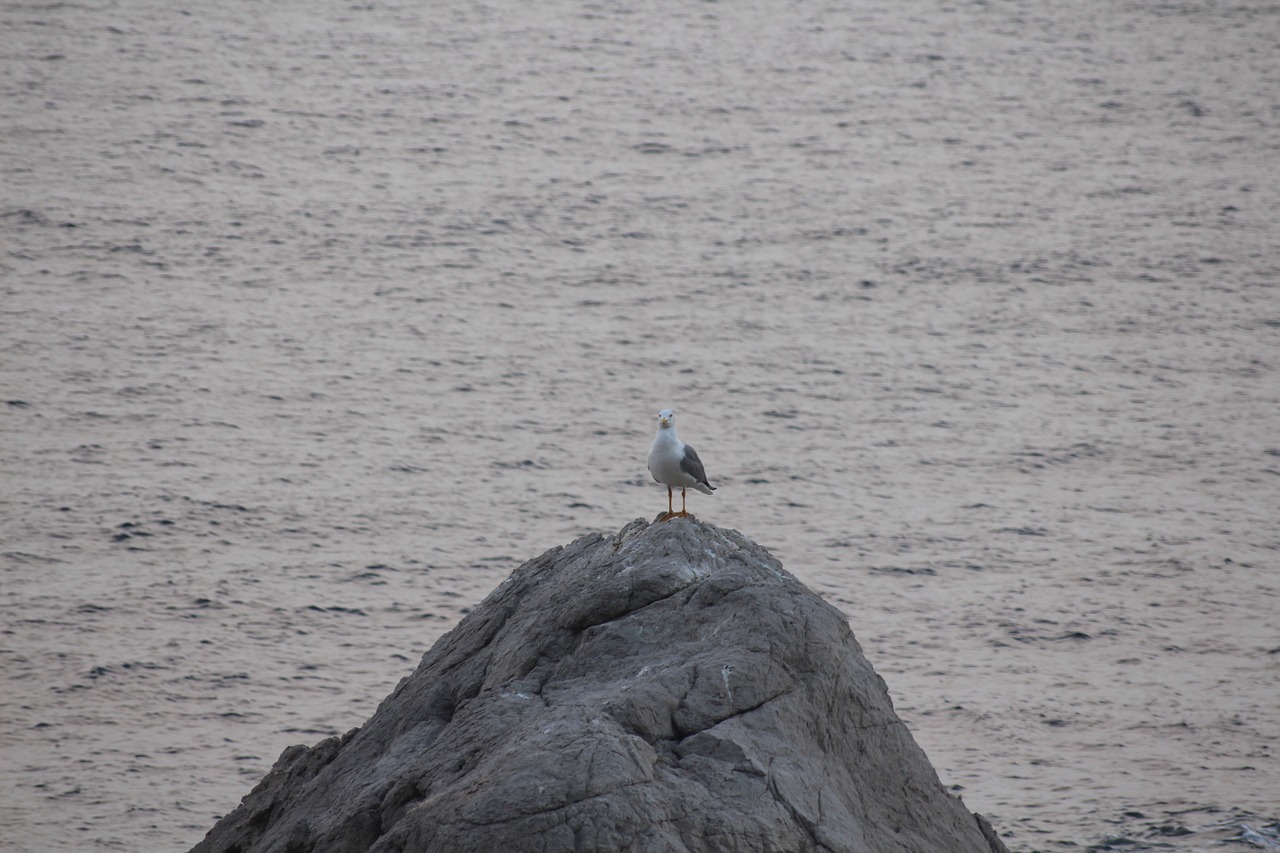 sea seagull palermo free photo