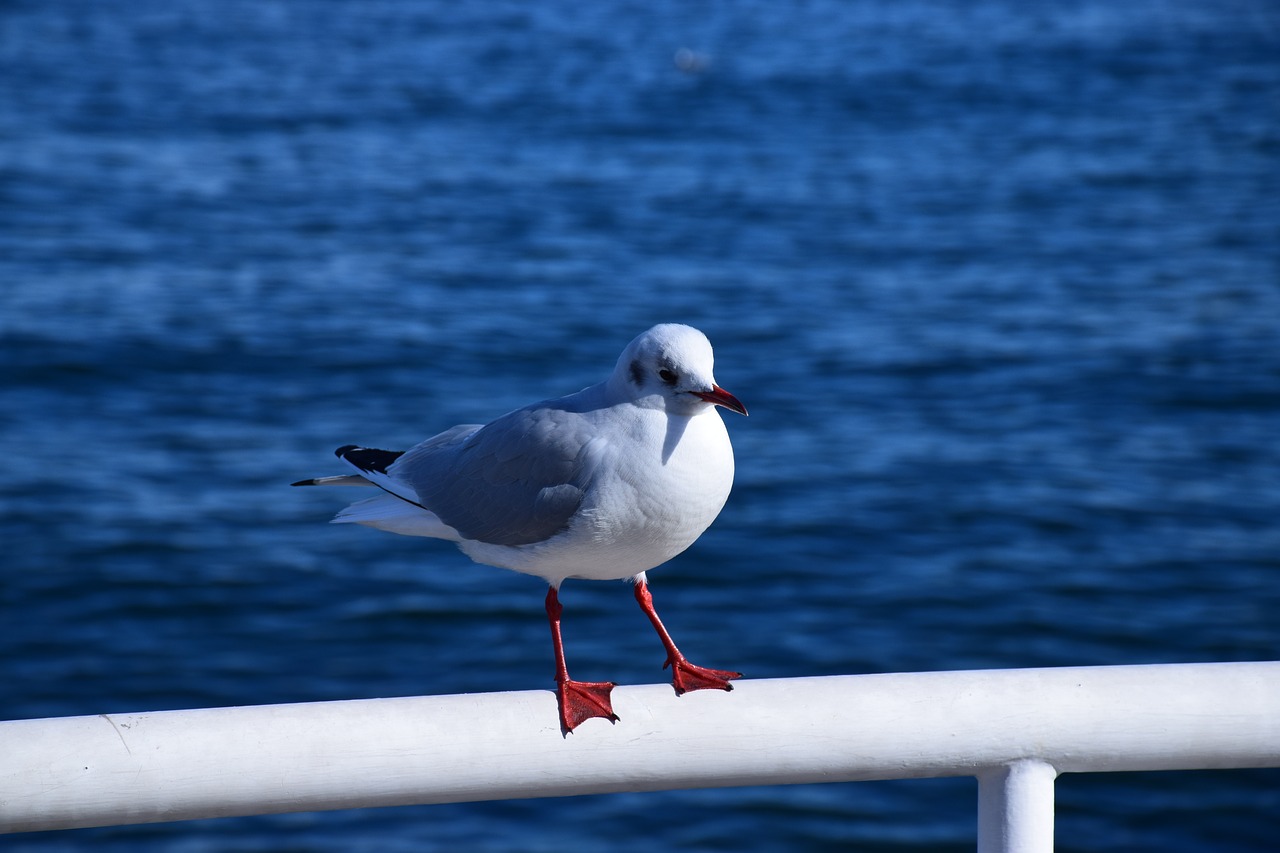 sea japan seagull free photo