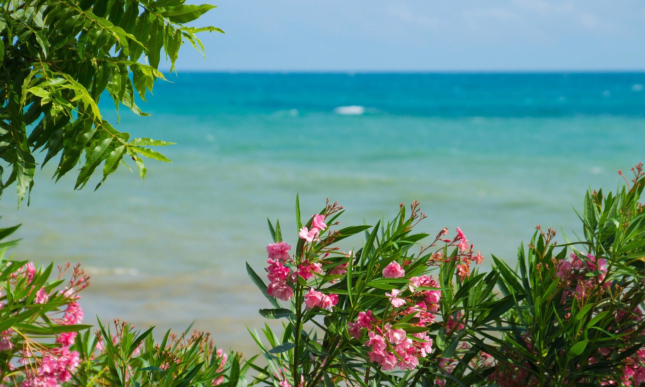 sea flowers landscape free photo