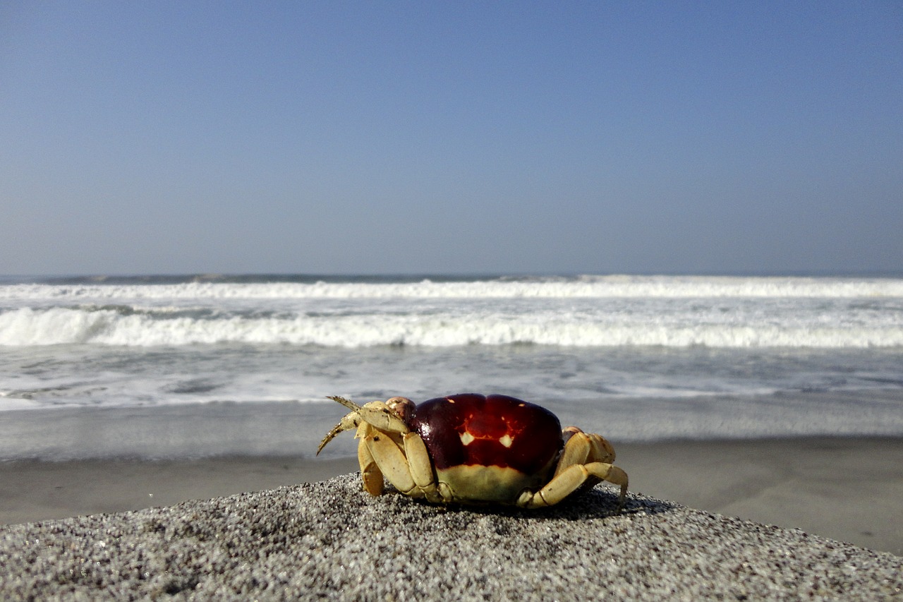 sea beach crab free photo
