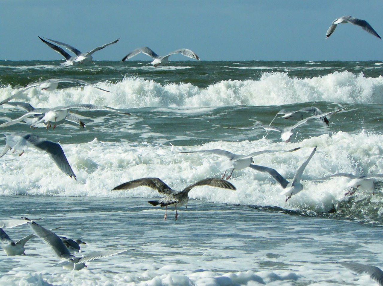 sea beach wave free photo