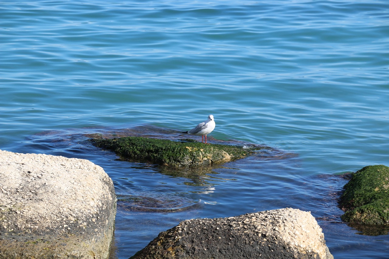 sea bird rocks free photo