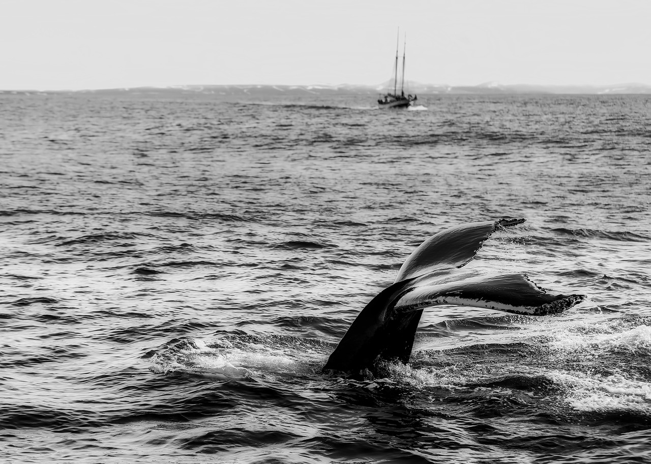 sea ocean whale free photo
