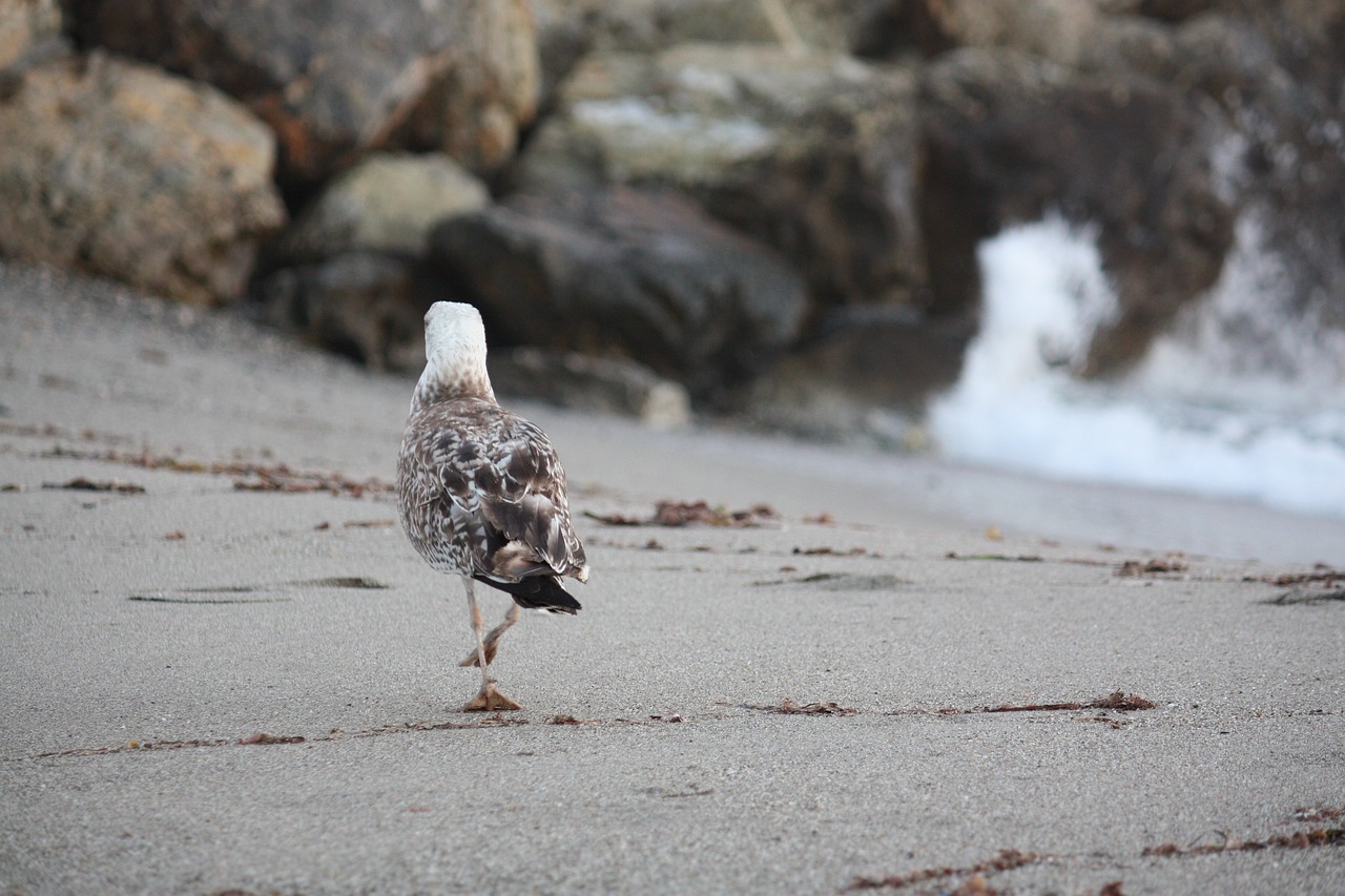 sea beach seagull free photo